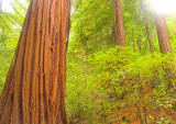 Heritage Grove Redwoods