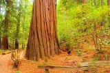 Heritage Grove Redwood