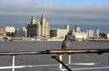 On the Ferry Without a Ticket