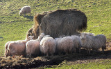 Llangollen Sheeps