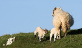 Lambs at Penmon
