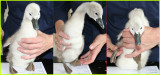 One of Cyrils Cygnets at the RSPCA Animal Hospital