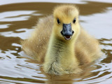 Canada Gosling