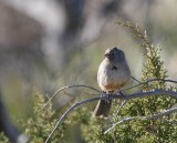 Canyon Towhee IMG_4907.jpg