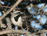Black-Throated Sparrow IMG_5186b.jpg