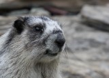 Hoary Marmot  Garden Wall IMG_4852.JPG