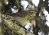 Swainsons Thrush  the Garden Wall IMG_4973.JPG