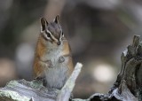 Redtailed Chipmunk  Two Medicine IMG_5139.JPG