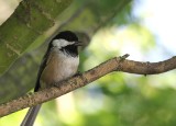 Black-Capped Chickadee  Lincoln Park IMG_5302.JPG