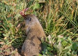 Idas Columbian Ground Squirrel IMG_4428.JPG