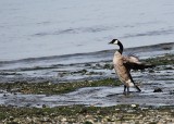 Canada Goose  Seahurst Park IMG_5345.JPG