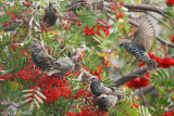 Starlings