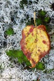 Leaf and Moss II