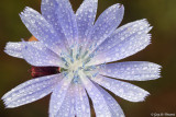 Wild Chicory in the rain