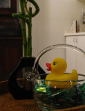 YELLOW: Rubber Ducky2