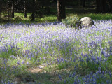 lupines1.jpg