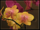 Orchid, another shot!