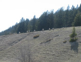 Goats on the Ridge