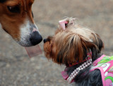 Krewe des Chiens 2009