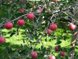 Backyard  Apple Tree