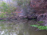 Foggy November Day - Navidad River