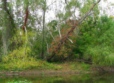 November Day - Navidad River