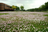 Wildflowers Blooming on the Lawn of First Colony Middle School