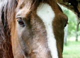 Lunch With Horses