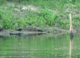 Can You Find the Big Gator?