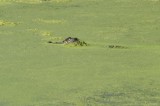 Looking For a Yummy Bull Frog Lunch