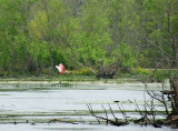 Roseate Spoonbill