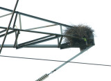 Monk Parrot Nest in the Power Lines
