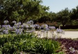 Agapanthus Everywhere