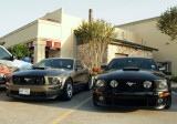 Nice Mustangs!