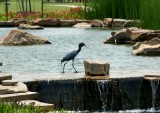 Little Blue Heron in the Park