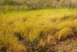 Prairie Grass and Wildflowers