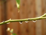 Thorny Drops