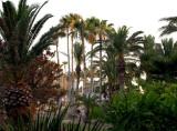 Moody Gardens Palms