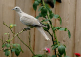 One of the Many Doves Who Live in My Yard