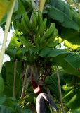 My Neighbors Banana Tree