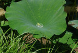 Cupping Another Leaf