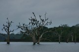 Cormorants Roosting in Fog