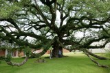 400 Year Old Sallier Oak