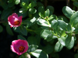 Portulaca