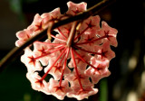Hoya Flower