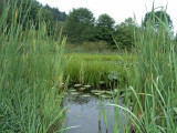 Reeds in Lake Arthur