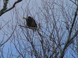 Fellow Fisherman