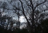 Spanish Moss