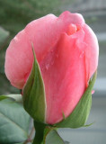Rosebud Portrait