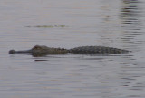 Lake Texana Gator